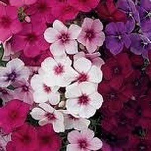 Meet your Posher, Yolanda